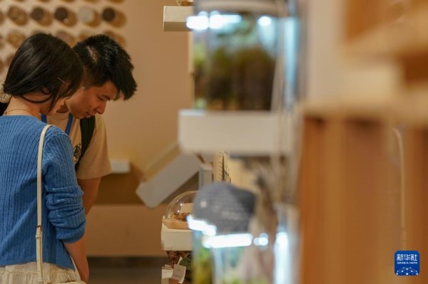 配资论坛门户 云南昆明：探访城市里的“植物乐园”