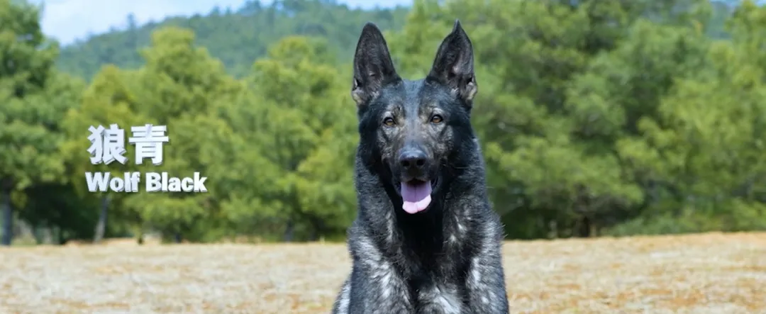 外盘配资公司 公安部部署：深度挖掘昆明犬潜能